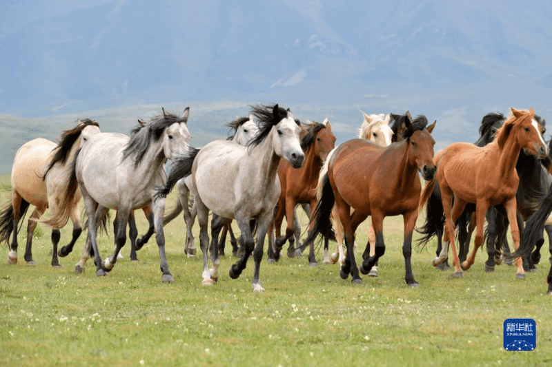 Անհրաժեշտ գործիքներ Horse Ranch 14 inch Horseshoe File-ի համար (2)